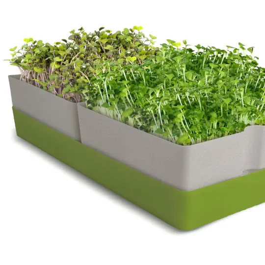 GEO Kit Microgreens - Bild 5